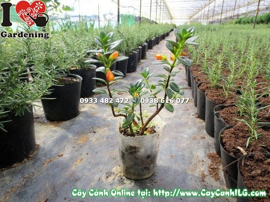 Cây Cá Vàng (Cao 20cm – Ms: 12878)