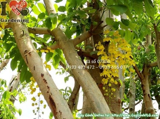 Cây Osaka Vàng (Cao 4m – Đường kính: 10cm – Ms: 07850)
