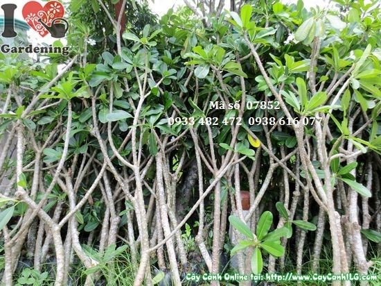 Cây Sứ Đại Hoa Trắng (Cao 1,7m – Ms: 07852)