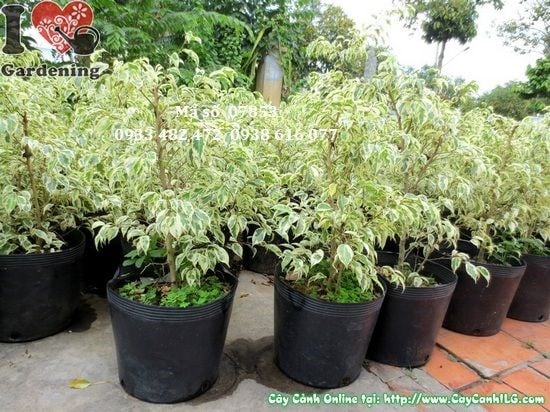 Cây Sanh Cẩm Thạch (Cao 60cm – Ms: 07853)