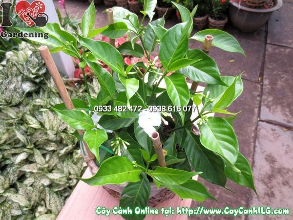 Cây Lài Trâu (Cao 25cm – Ms:11699)