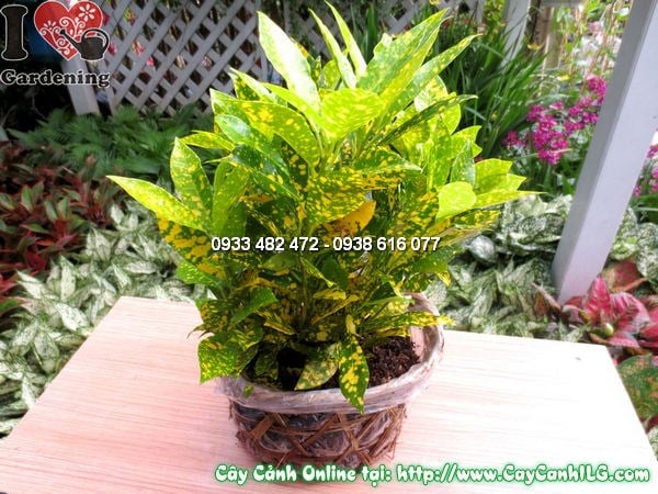 Cây Cô Tòng (Cao 30cm – Ms:11706)