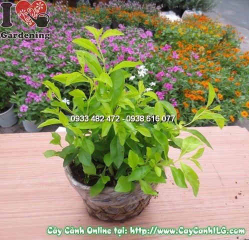 Cây Thanh Quan (Cao 15cm – Ms:11901)