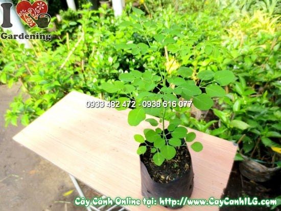 Cây Thần Diệu (Cao 35cm – Ms:11904)
