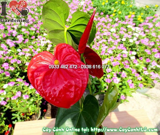Cây Huyết Môn Lớn (Cao 40cm – Ms:11929)