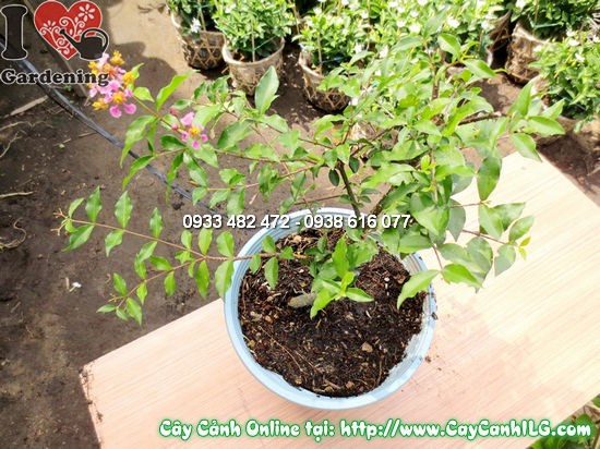 Cây Sơ Ri Kiểng (Cao 30cm – Ms:11940)