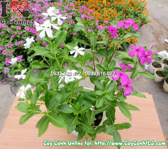 Cây Hoa Hải Đằng (Cao 30cm – Ms:11950)
