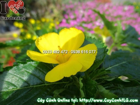 Cây Đông Hầu Vàng (Cao 20cm – Ms:11960)