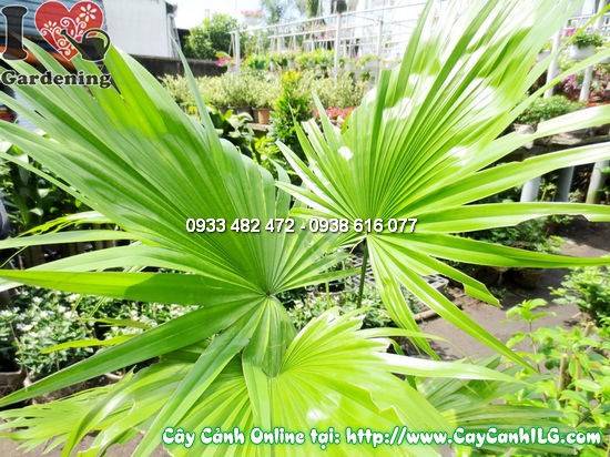 Cây Kè Đỏ (Cao 50cm – Ms: 11965)
