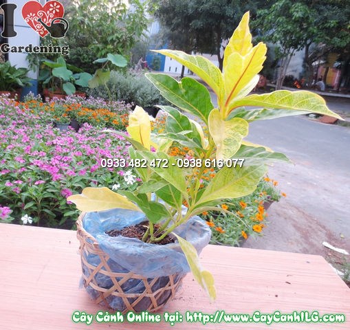 Cây Vàng Bạc (Cao 25cm – Ms:11984)