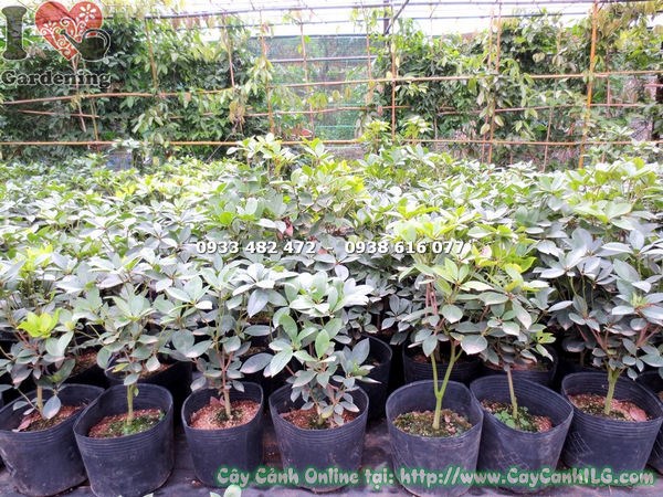Cây Đỗ Quyên Úc (Cao 45cm – Ms: 12899)