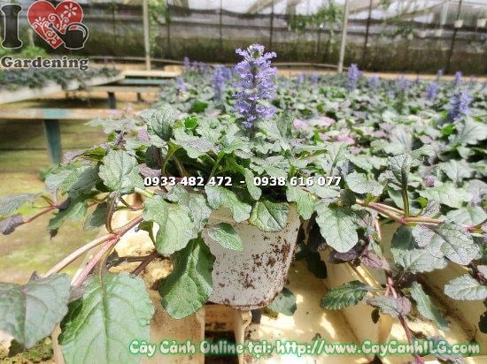 Cây Cỏ Bạc Hà (Cao 10cm – Ms: 12890)