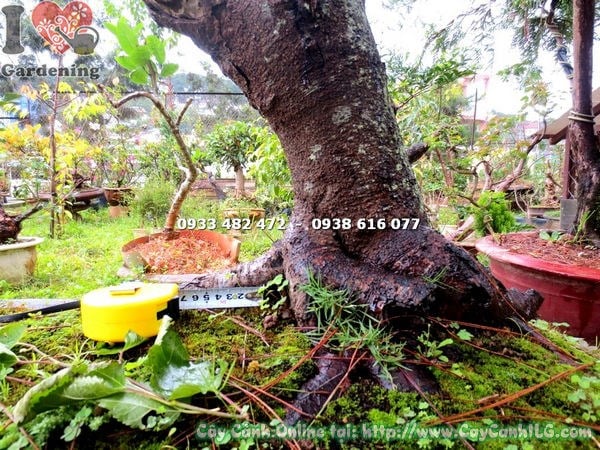 Cây Dâu Tằm Bonsai (Cao 1m – Ms: 12914)
