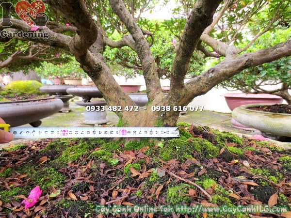 Cây Đỗ Quyên Bonsai (Cao 70cm – Ms: 12923)