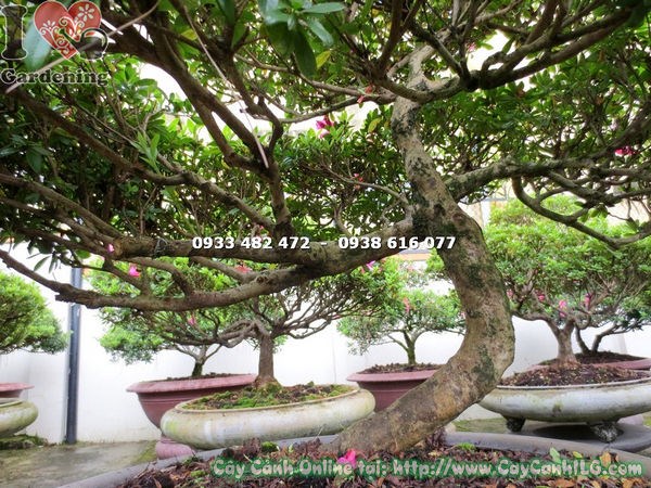 Cây Đỗ Quyên Bonsai (Cao 75cm – Ms: 12933)