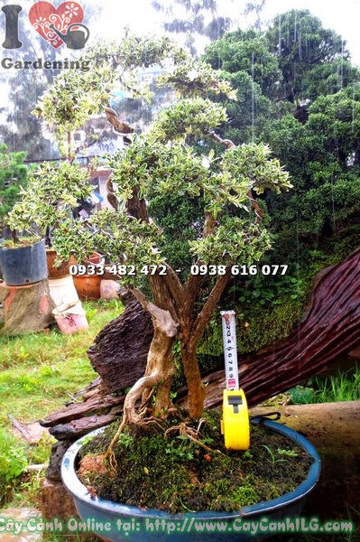 Cây Bạch Tuyết Mai Bonsai (Cao 50cm – Ms:12956)