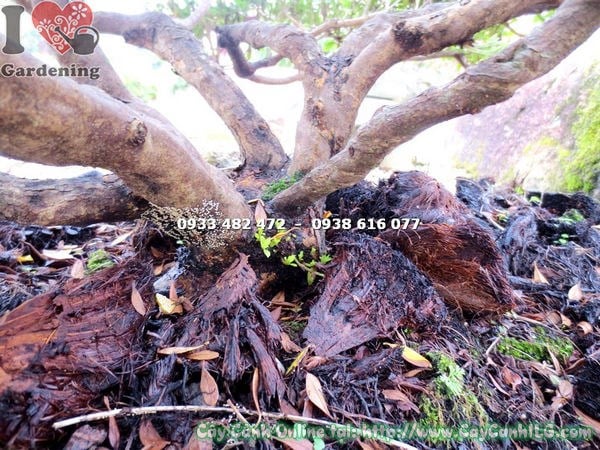 Cây Đỗ Quyên Bonsai Tán Rộng(Cao 80cm – Ms:12987)