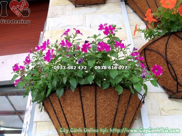 Cây Hoa Dạ Yến Thảo Màu Trắng Tím (Ms: 15663)