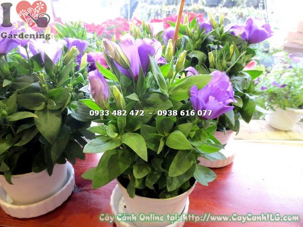Cây Hoa Cát Tường Màu Tím (Cao 17cm – Ms: 15665 )