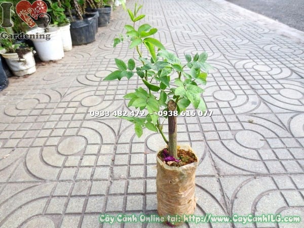 Cây Hồng Leo Giống (Cao 20cm – Ms:15716 )
