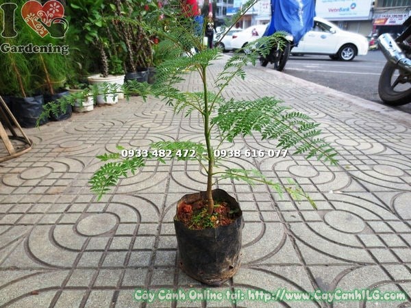 Cây Hoa Phượng Tím Giống (Cao 30cm – Ms:15717 )