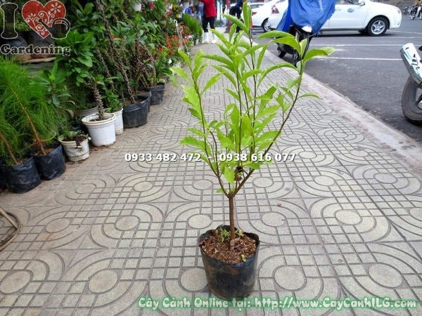 Cây Lài Nhật Giống (Cao 50cm – Ms: 15745)