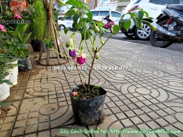 Cây Lồng Đèn Hoa Tím Hồng (Cao 30cm – Ms: 15796 )