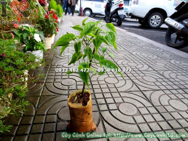 Cây Hoa Chùm Ớt Giống (Cao 25cm – Ms: 15797)