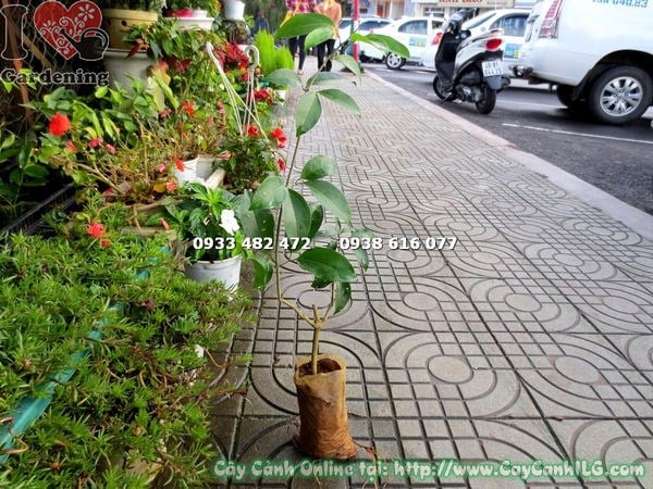 Cây Lan Tỏi Giống (Cao 50cm – Ms: 15798)