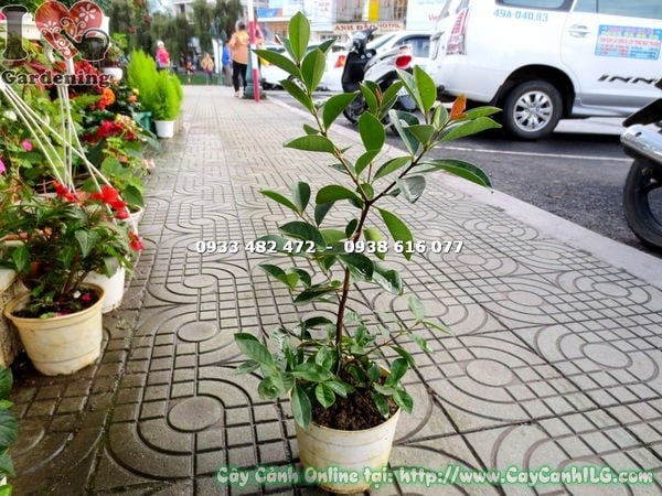Cây Ổi Sim Nhật Giống Bụi (Cao 40cm – Ms:15873 )
