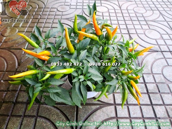 Cây Ớt Đổi Màu (Cao 15cm – Ms: 15874)