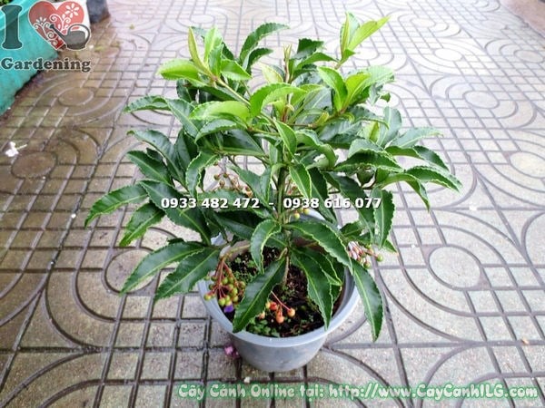 Cây Kim Ngân Lượng Trồng Tại Việt Nam (Cao 30cm – Ms: 15876 )
