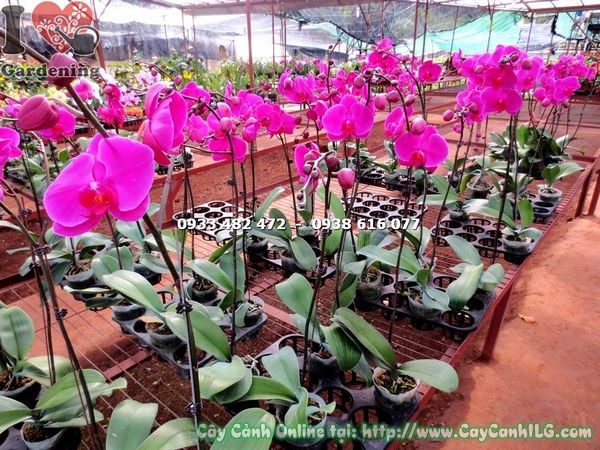 Cây Hoa Phong Lan Hồ Điệp Tím Hồng (Ms: 15916)