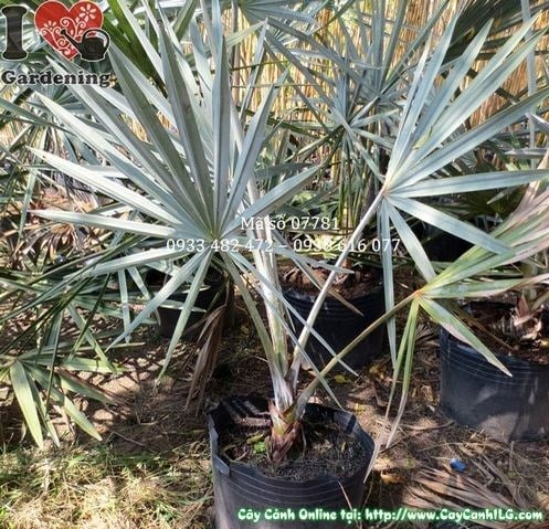 Cây Kè Bạc (Cao 80cm – Ms: 07781)