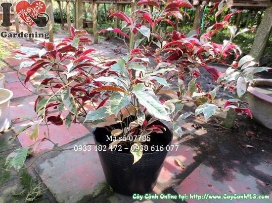 Cây Liễu Hai Da (Cao 40cm – Ms: 07785)