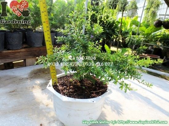 Cây Linh Sam Giống Mới (Cao 22cm – Ms: 07806)