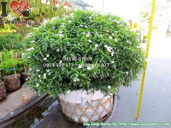Cây Mai Tiểu Thư (Cao 50cm – Tán 70cm – Ms: 07809)