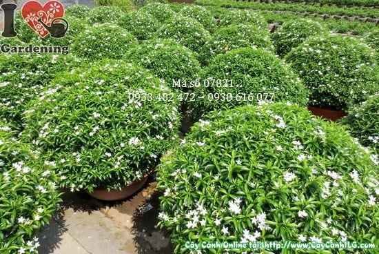 Cây Mai Tiểu Thư Cắt Tròn Lớn (Cao 60cm – Tán 80cm – Ms: 07821)