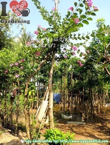 Cây Móng Bò (Cao 4m – Đường kính: 15cm – Ms: 07822)