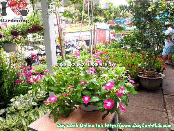 Cây Hoa Hải Đằng Treo (Cao 20cm – Ms: 11802)