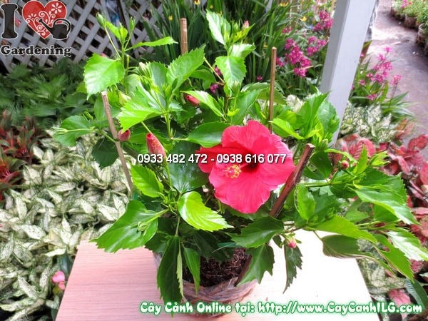 Cây Dâm Bụt (Cao 30cm – Ms: 11801)