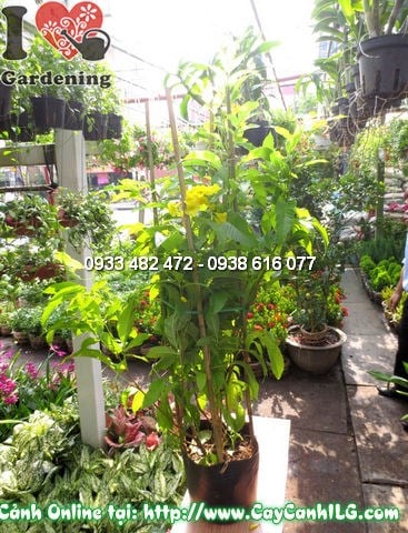 Cây Huỳnh Liên (Cao 60cm – Ms:11819)