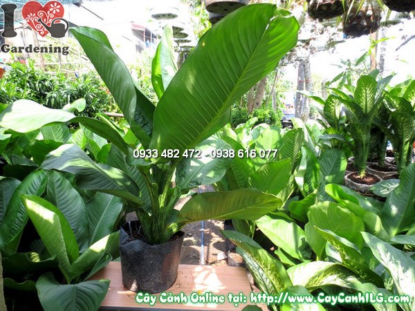Cây Đại Phú Gia (Cao 1m – Ms: 11830)