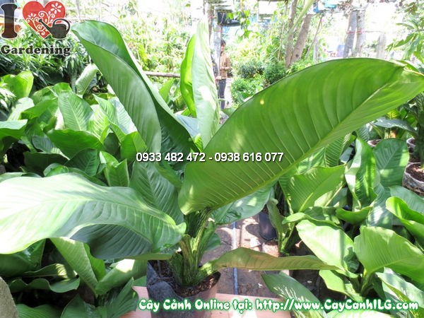 Cây Đại Phú Gia (Cao 80cm – Ms: 11828)