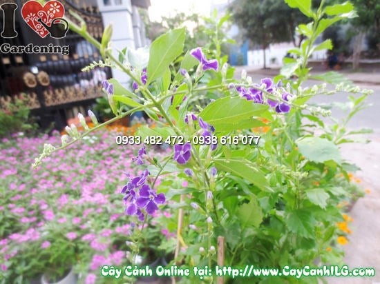 Cây Thanh Quan (Cao 40cm – Ms:11846)