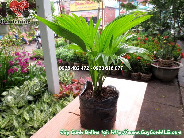 Cây Cọ Xẻ (Cao 20cm – Ms:11845)