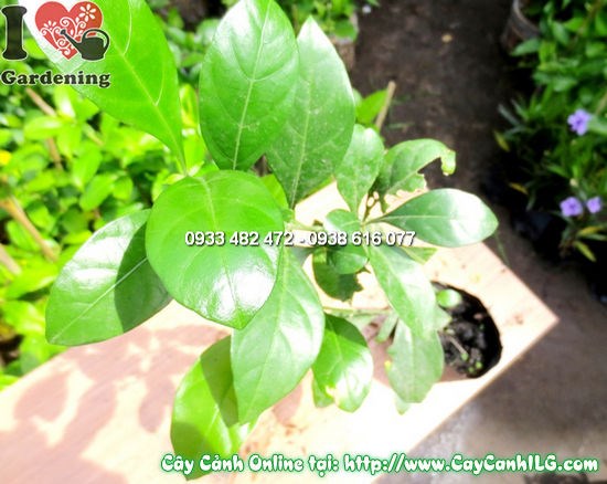 Cây Hắc Ó (Cao 30cm – Ms:11854)