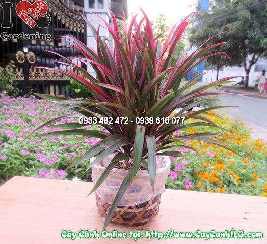 Cây Hồng Phát Tài (Cao 22cm – Ms:11865)