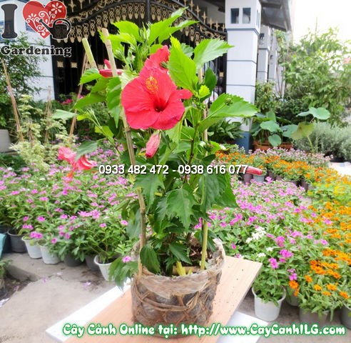 Cây Hoa Râm Bụt (Cao 40cm – Ms:11874)