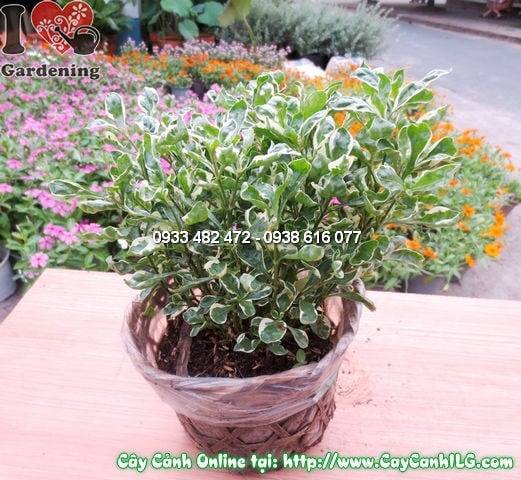 Cây Diệu Bò Vằn (Cao 15cm – Ms:11886)